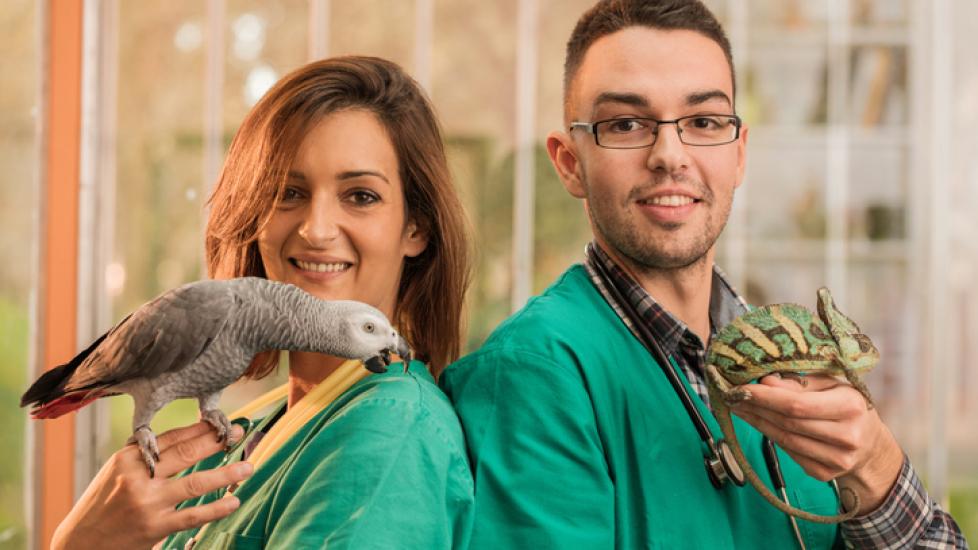 parrot and chameleon held by two veterinarians